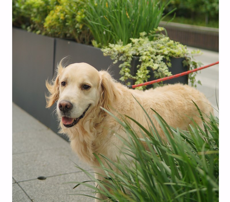 女人知己試用大隊,口碑行銷,部落客行銷,Downy Belly毛肚子,Downy Belly 保濕滋養胺基酸洗毛精,紅球薑淨膚配方,Downy Belly 保濕滋養胺基酸洗毛精-紅球薑淨膚配方,洗品天生防禦力，皮膚天生就很強,除了洗乾淨，其他的真的先不用,胺基酸清潔因子,好的界面活性劑，才能好洗,好沖淨,不易殘留,適量的細緻泡泡,狗貓皆適用,加拿大毒物學家安全把關,100%環保回收料再製瓶器,零廢棄為目標,低敏洗毛精,寵物訓練師好評,Downy Belly毛肚子,Downy Belly 皮膚救急胺基酸洗毛精,IPMP舒緩配方,Downy Belly 皮膚救急胺基酸洗毛精-IPMP舒緩配方,洗品天生防禦力,皮膚天生就很強,除了洗乾淨,其他的真的先不用,胺基酸清潔因子,APG+胺基酸清潔因子,IPMP高安全的成分,好的界面活性劑,才能好洗、好沖淨、不易殘留,適量的細緻泡泡,狗貓皆適用,加拿大毒物學家安全把關,100%環保回收料再製瓶器,零廢棄為目標,低敏洗毛精,寵物訓練師好評